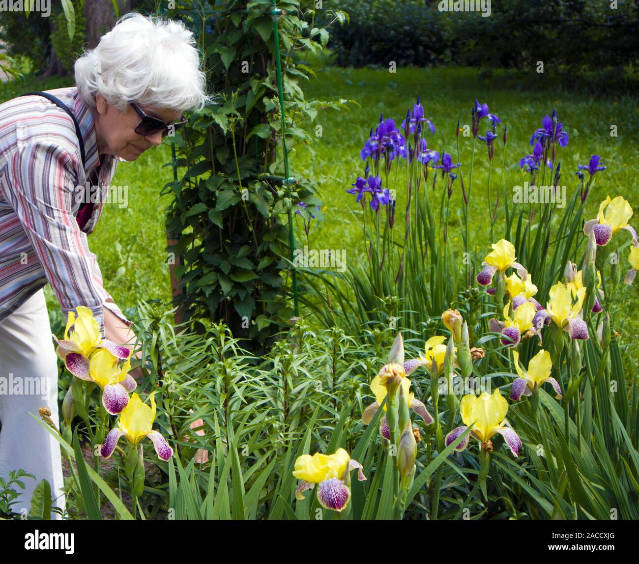 Elderly beautiful gray-haired woman with poor eyesight cares for iris flowers in her garden Stock Photo