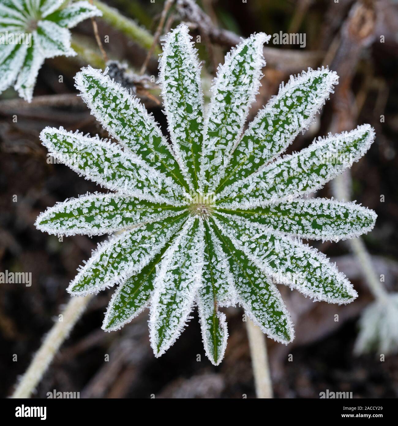 Ice crystals an the symmetrical frosted leaf of Lupinus 'Sunrise' at the start of winter Stock Photo
