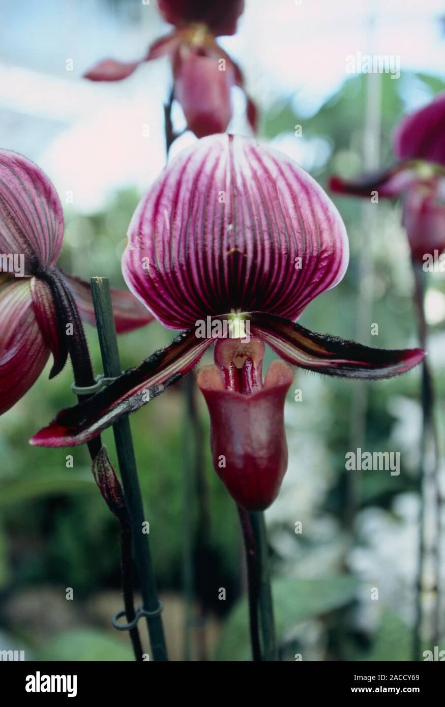 Orchid (Paphiopedilum 'black jack') flower. The Paphiopedilum orchids are also called the Venus slipper orchids. Their flowers have a distinctive anat Stock Photo