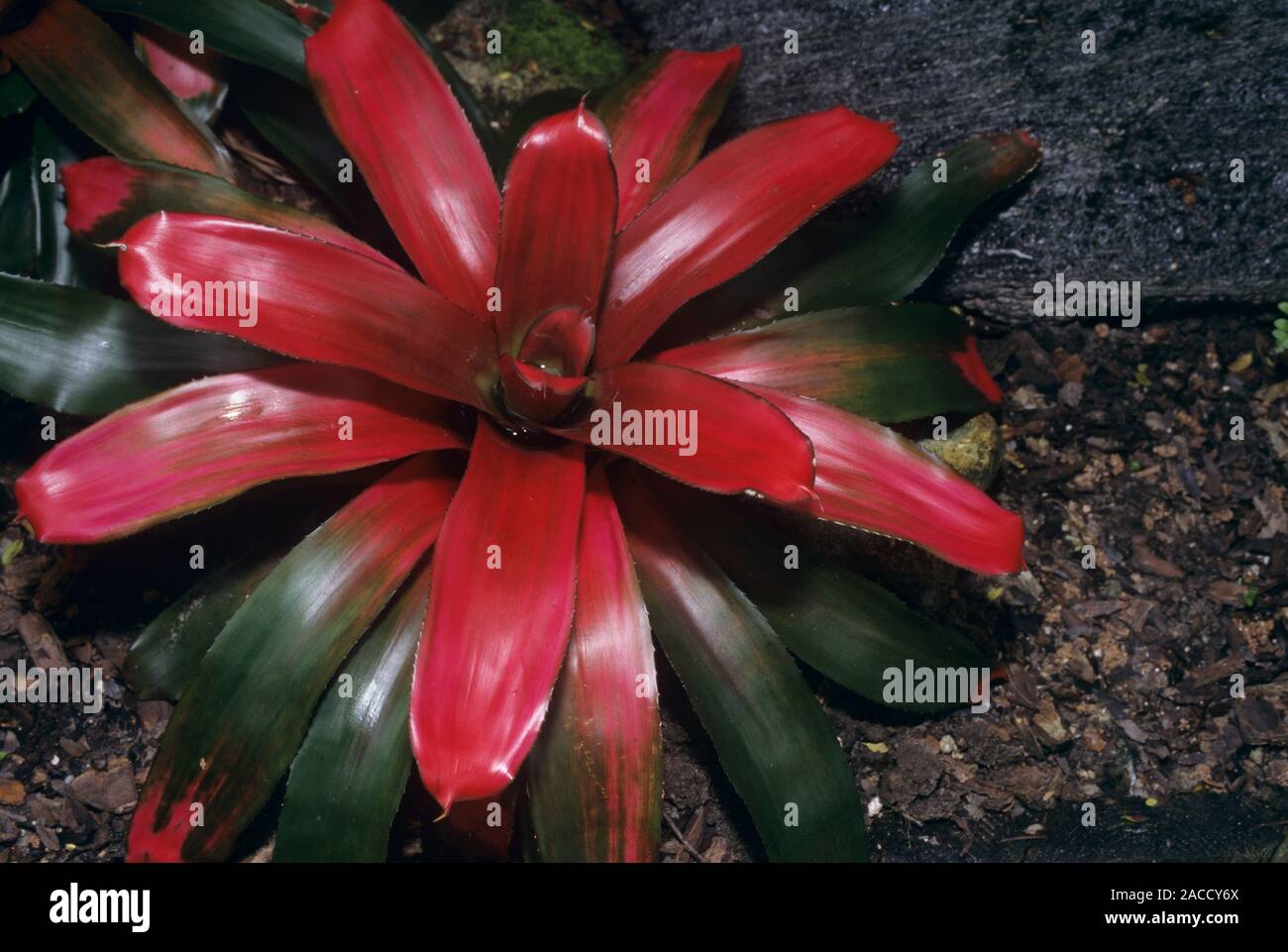Bromeliad plant (Neoregelia 'Scarlet Charlotte'). Bromeliads are