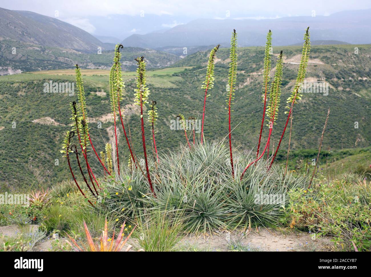 Bromeliad (Puya aequatorialis). This plant is found only in Ecuador. Its  natural habitats are tropical or subtropical dry forests and shrubland. It  is Stock Photo - Alamy