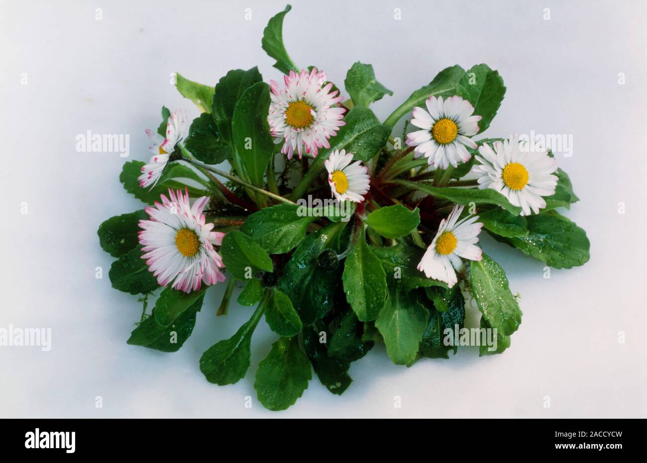 Daisy. View of flowers and leaves of the daisy (Bellis perennis). The ...