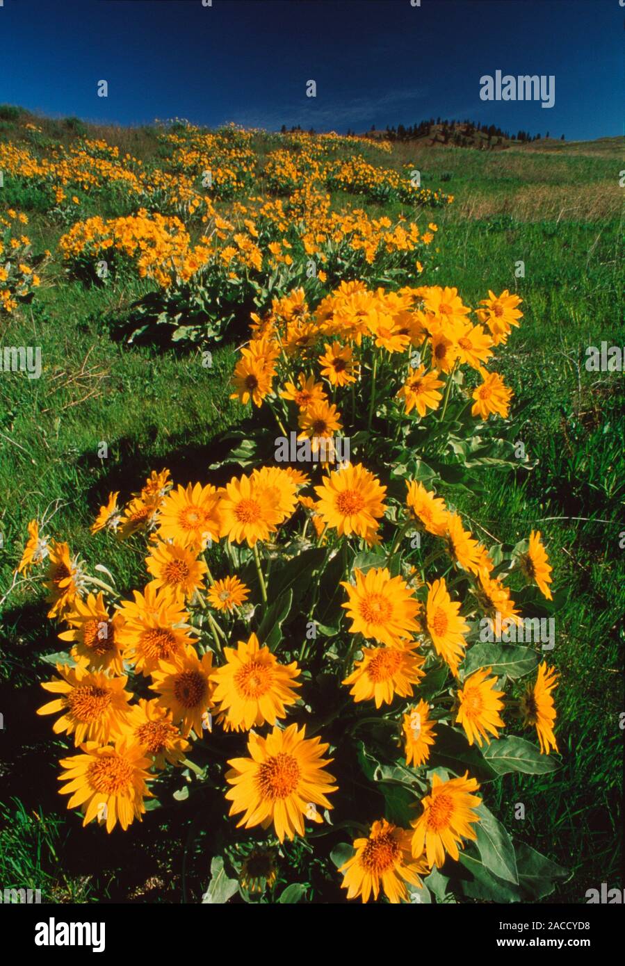 Balsam root flowers (Balsamorhiza sp.). The leaves and stems of this