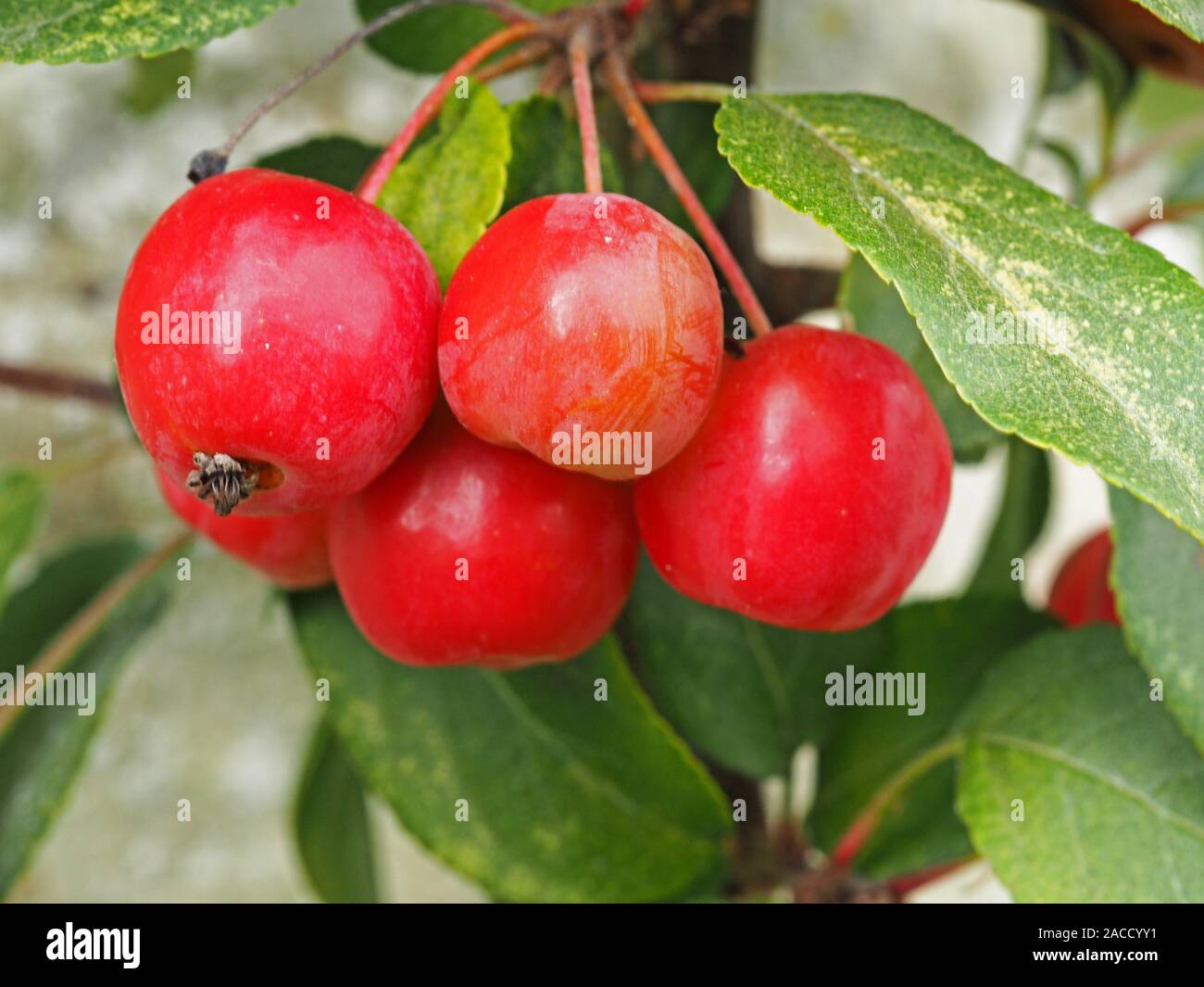 Small shiny red crab apples, variety Red Sentinel, on a tree branch