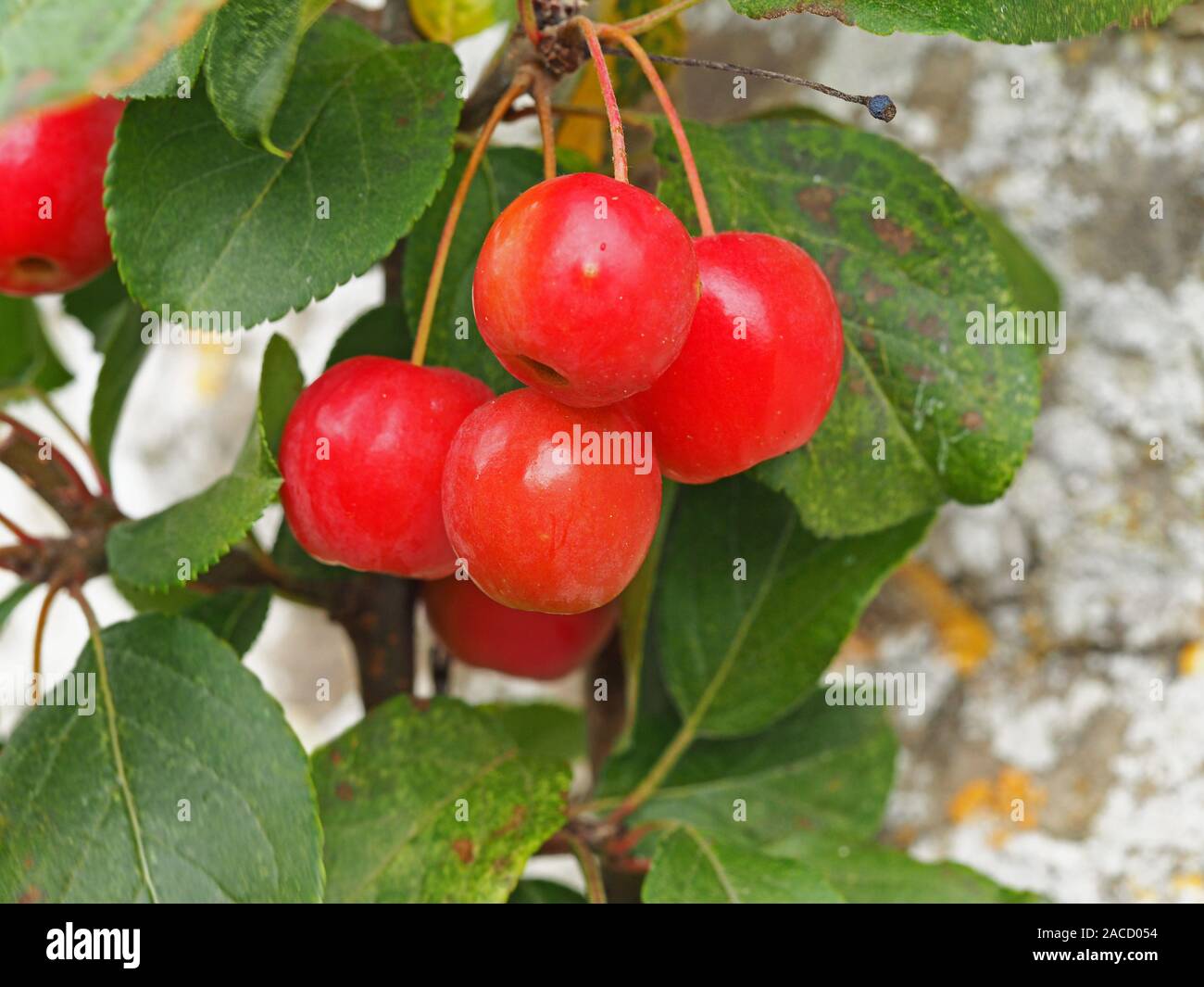 Small shiny red crab apples, variety Red Sentinel, on a tree branch with green leaves Stock Photo
