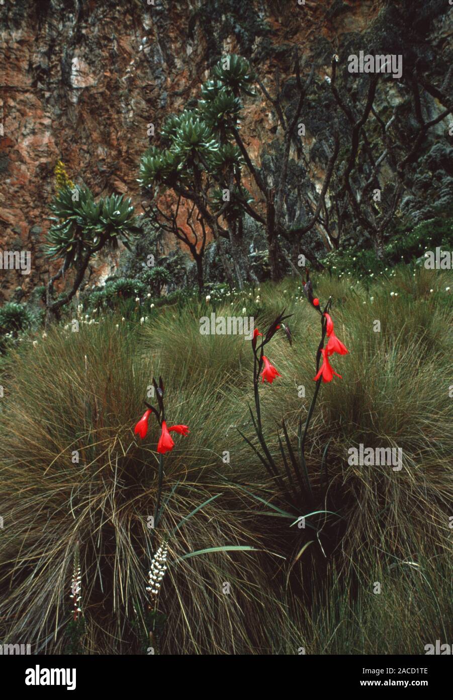 Mackinder's gladiolus (Gladiolus watsonoides, red flowers). This plant is found growing in the grass tussocks and damp stony soils found on Mount Keny Stock Photo