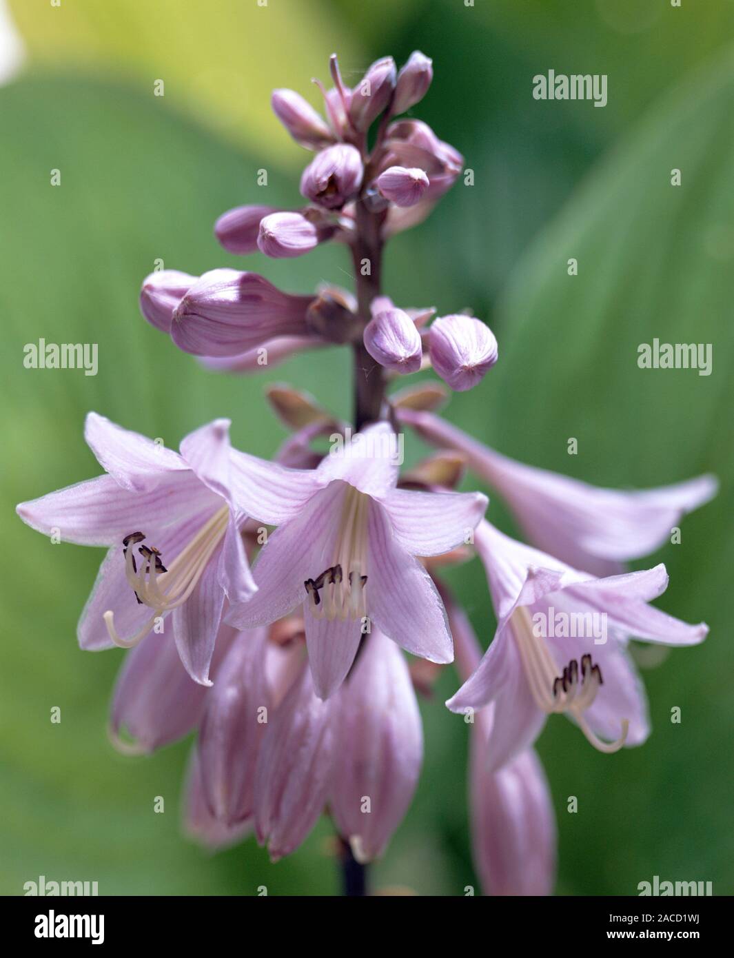 Hosta flowers (Hosta sp.). This perennial plant is native to China, but ...