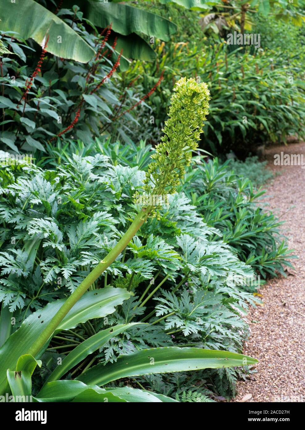 Giant pineapple lily poleevansii) flower spike in a garden