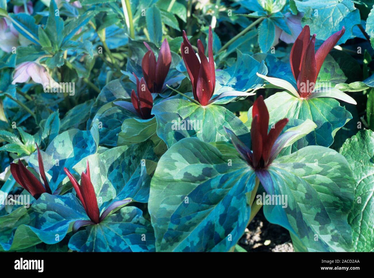 Giant purple wakerobin (Trillium kurabayashii) flowers. This is a spring-flowering shrub native to the western USA. Stock Photo