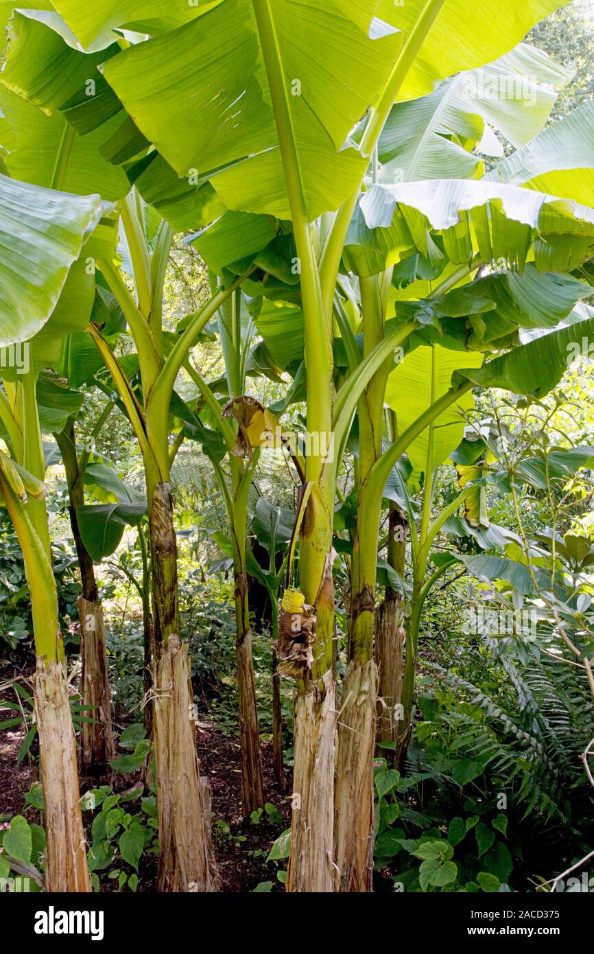 Japanese banana plants (Musa basjoo). This species of banana is