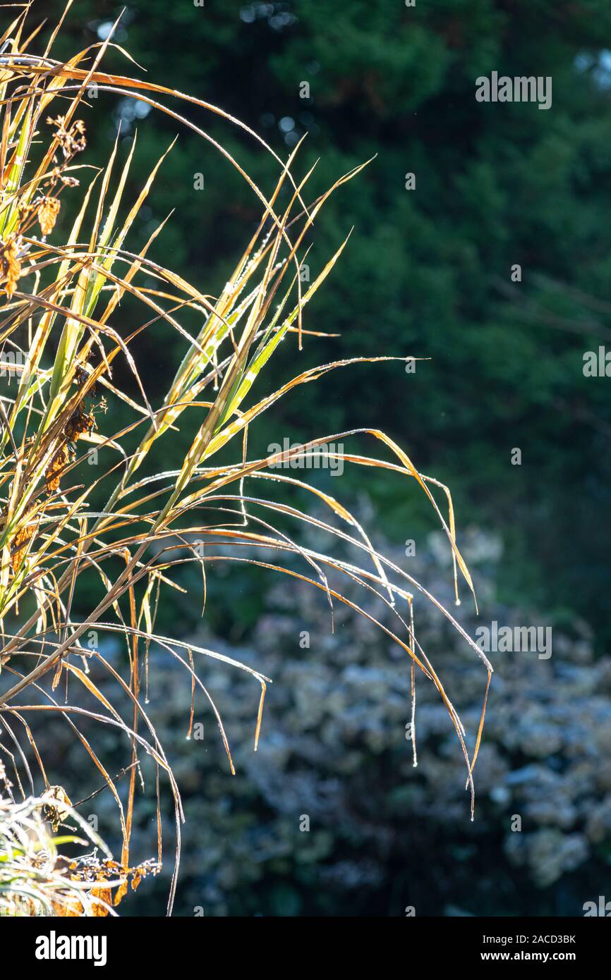 zebra grass in winter zebra grass in winter