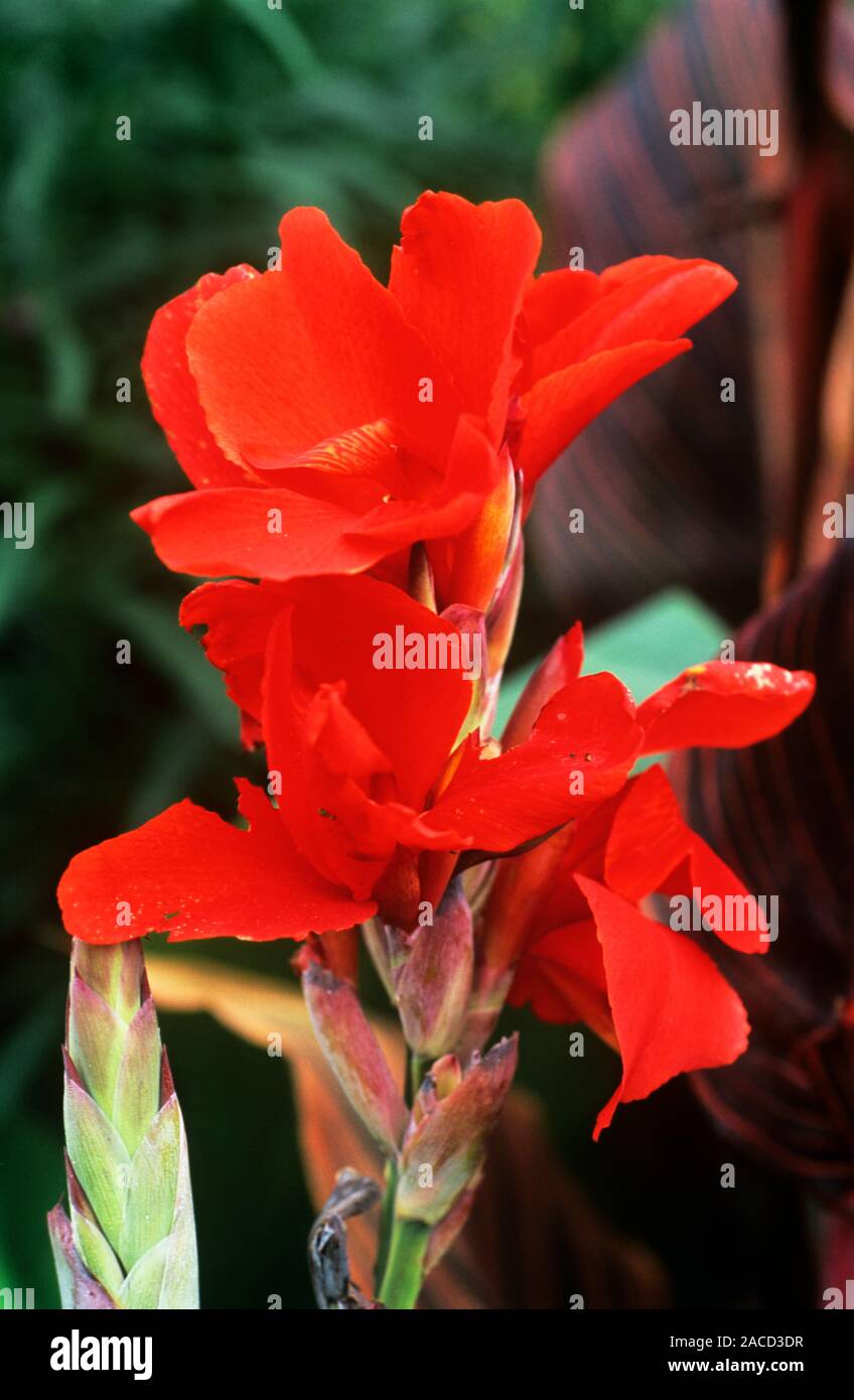 Canna lily flower (Canna ‘Lucifer’ Stock Photo - Alamy