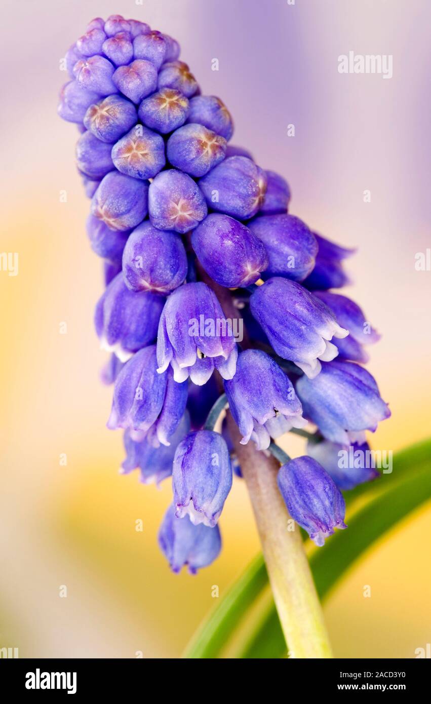 Мускари океан мэджик. Мускари мышиный гиацинт гадючий лук. Мускари перьевидные. Мускари соулмейт. Мускари латифолиум.