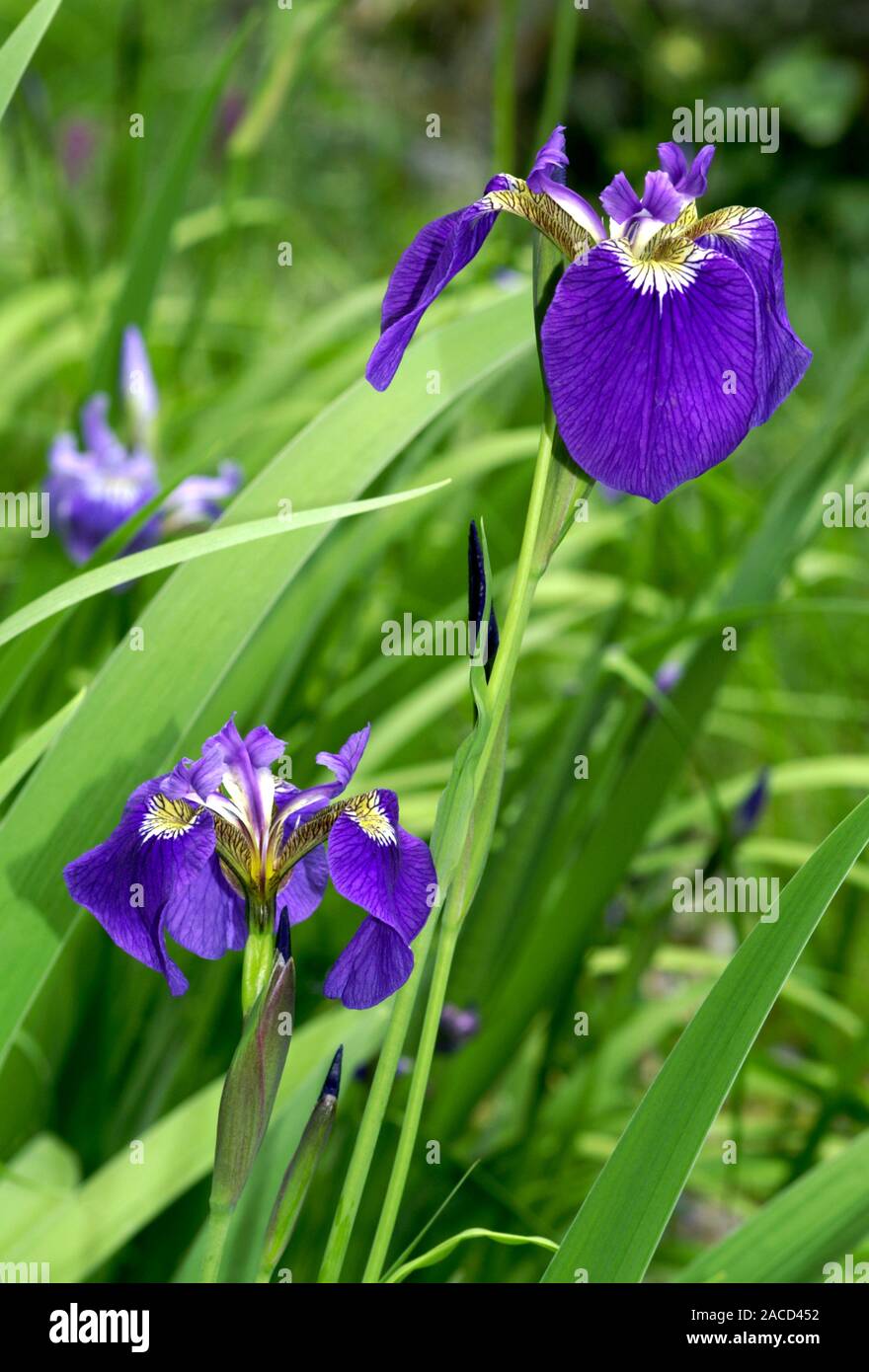 Canada beach head iris (Iris setosa canadensis Stock Photo - Alamy