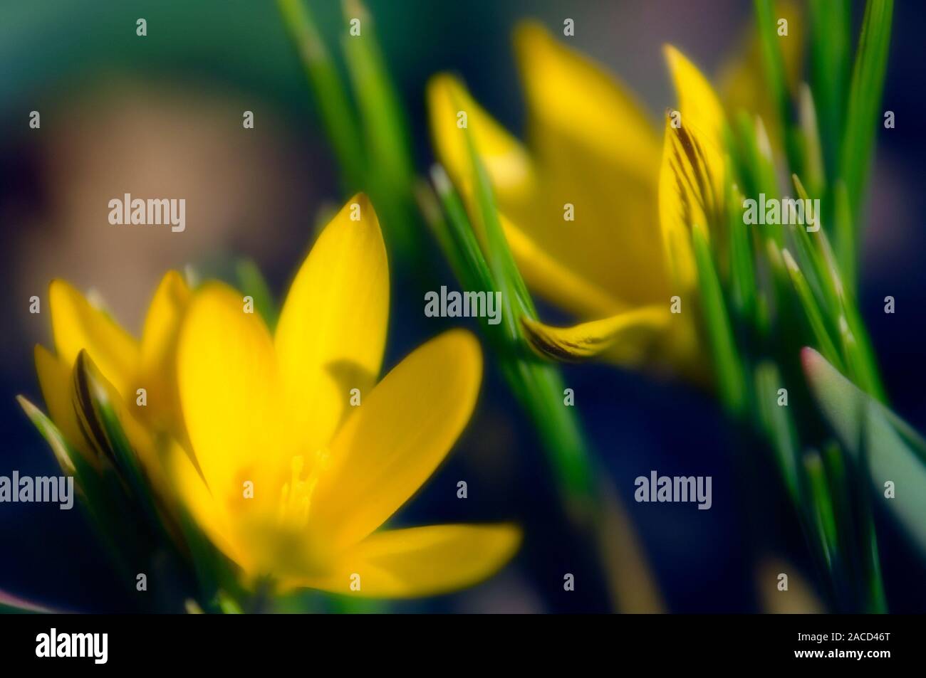 Crocuses (Crocus chrysanthus). Photographed in March Stock Photo - Alamy