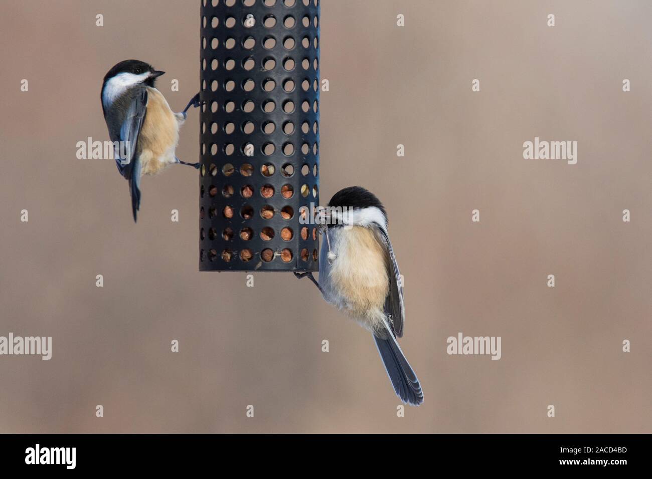 Black Capped Chickadee Poecile Atricapillus At Feeder In Winter
