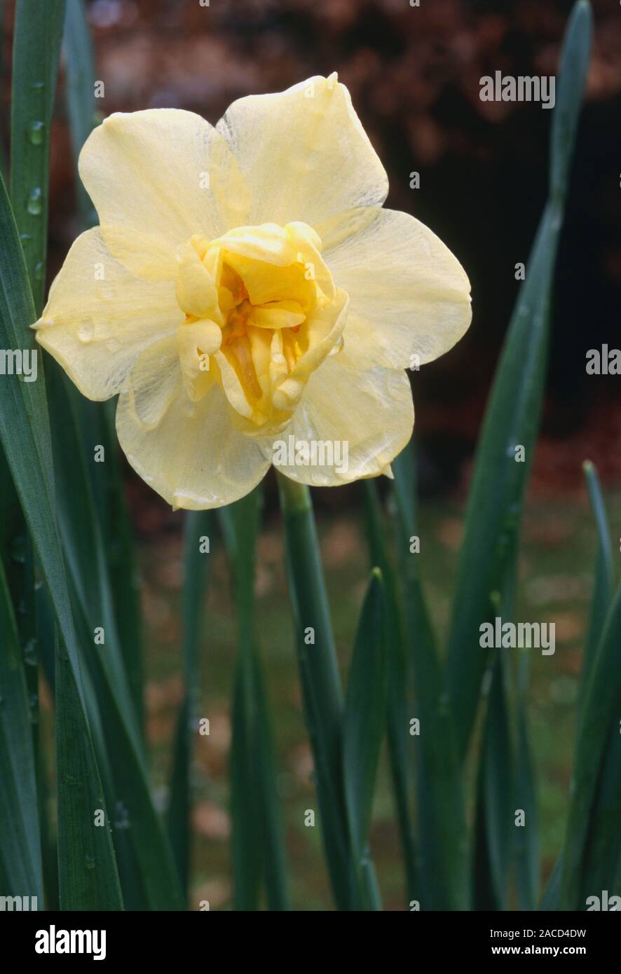 Daffodil Narcissus Cheerfulness Stock Photo Alamy