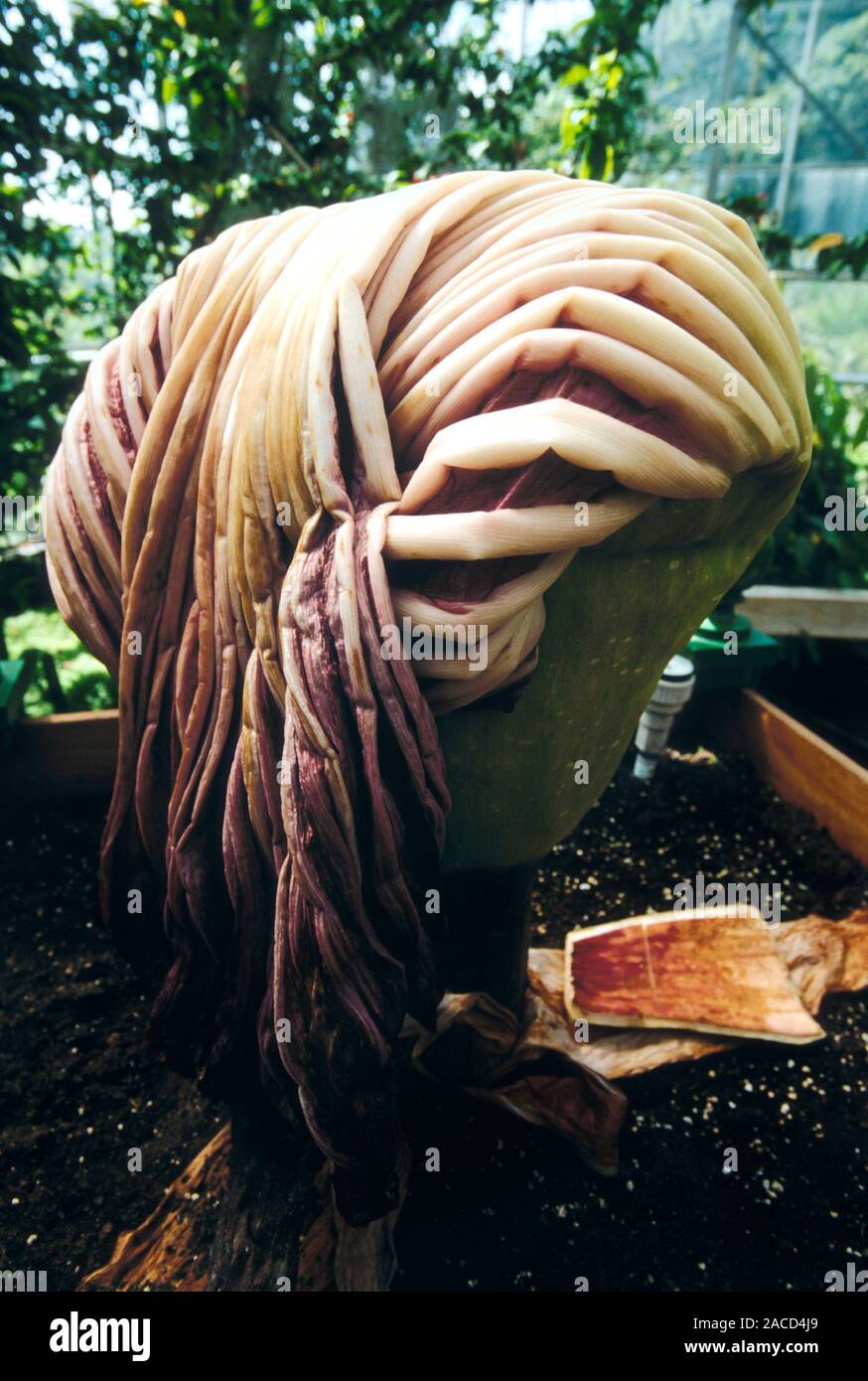 Titan arum lily flower (Amorphophallus titanum) collapsing after