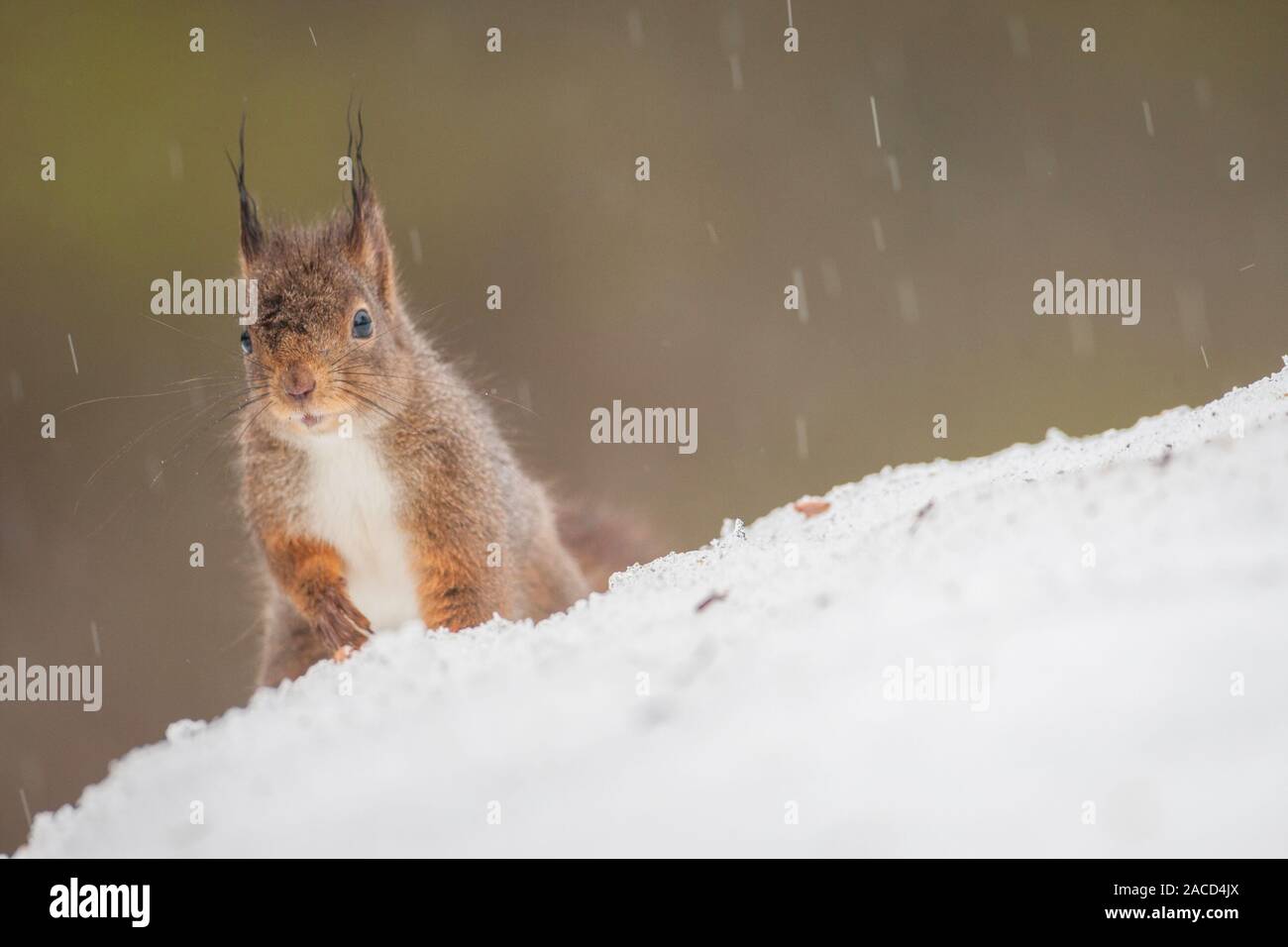 Red Squirrel looking over the brow of a hill, in winter Stock Photo