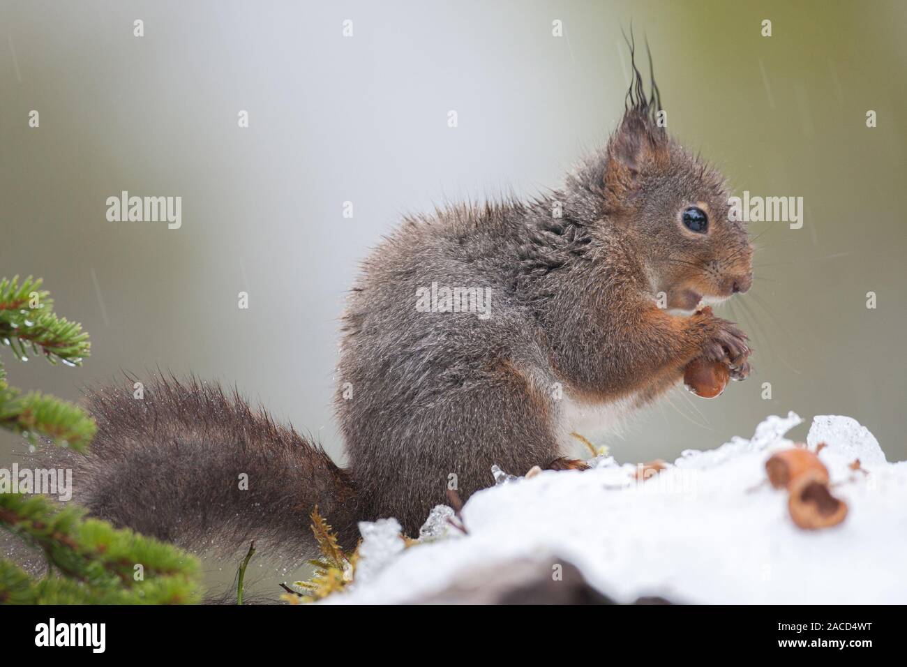 Red Squirrel eating nuts and foraging for good in the snow Stock Photo