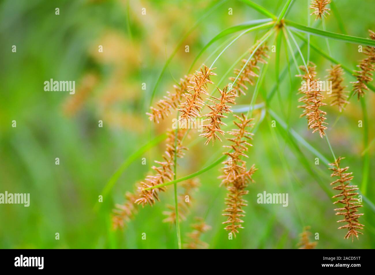 Dwarf papyrus (Cyperus haspan) flowers Stock Photo - Alamy
