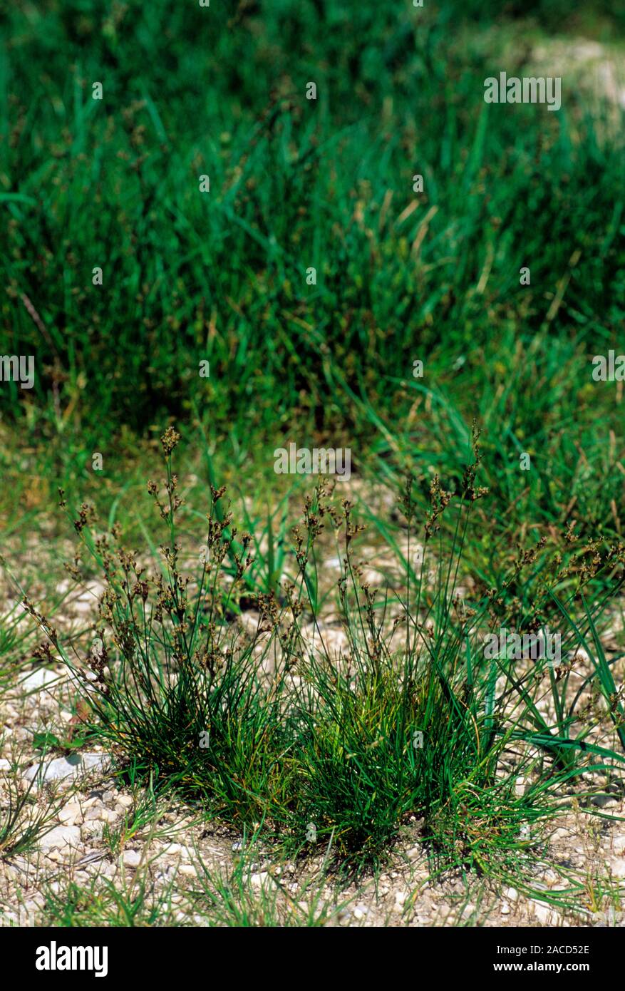 Round Rush Round-fruited rush (Juncus compressus). Photographed in Gran Sasso ...