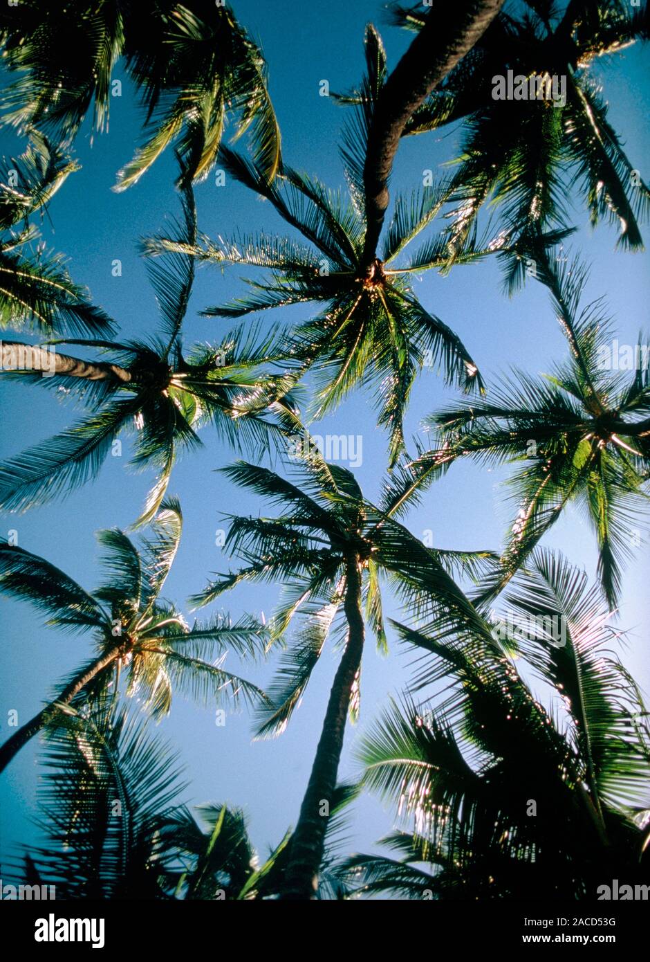 Coconut palms. Coconut palms, Cocos nucifera, are native plants of the ...