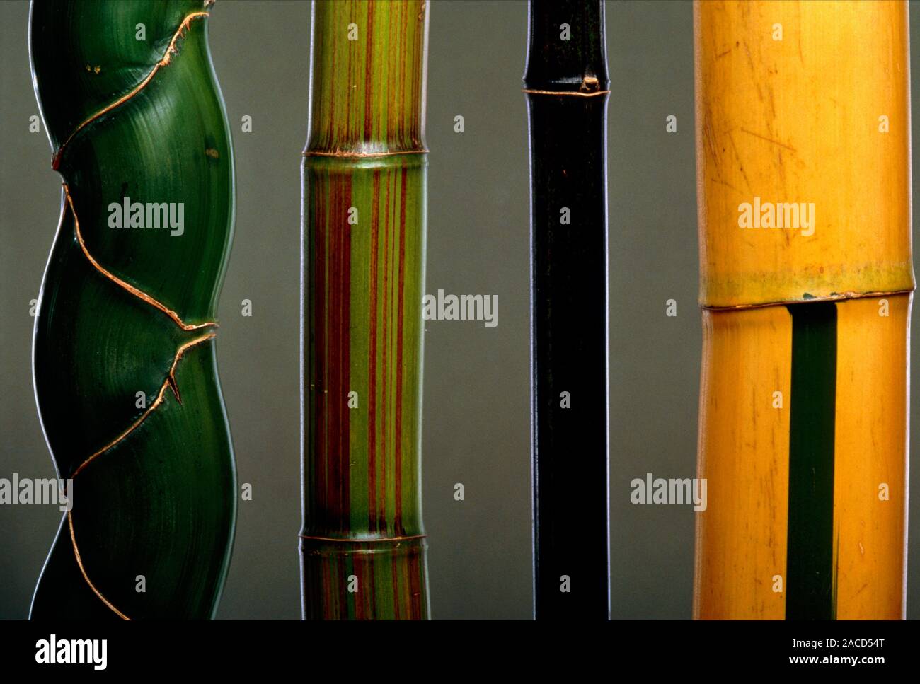Bamboo stems. Four different types of bamboo stem. From left to right