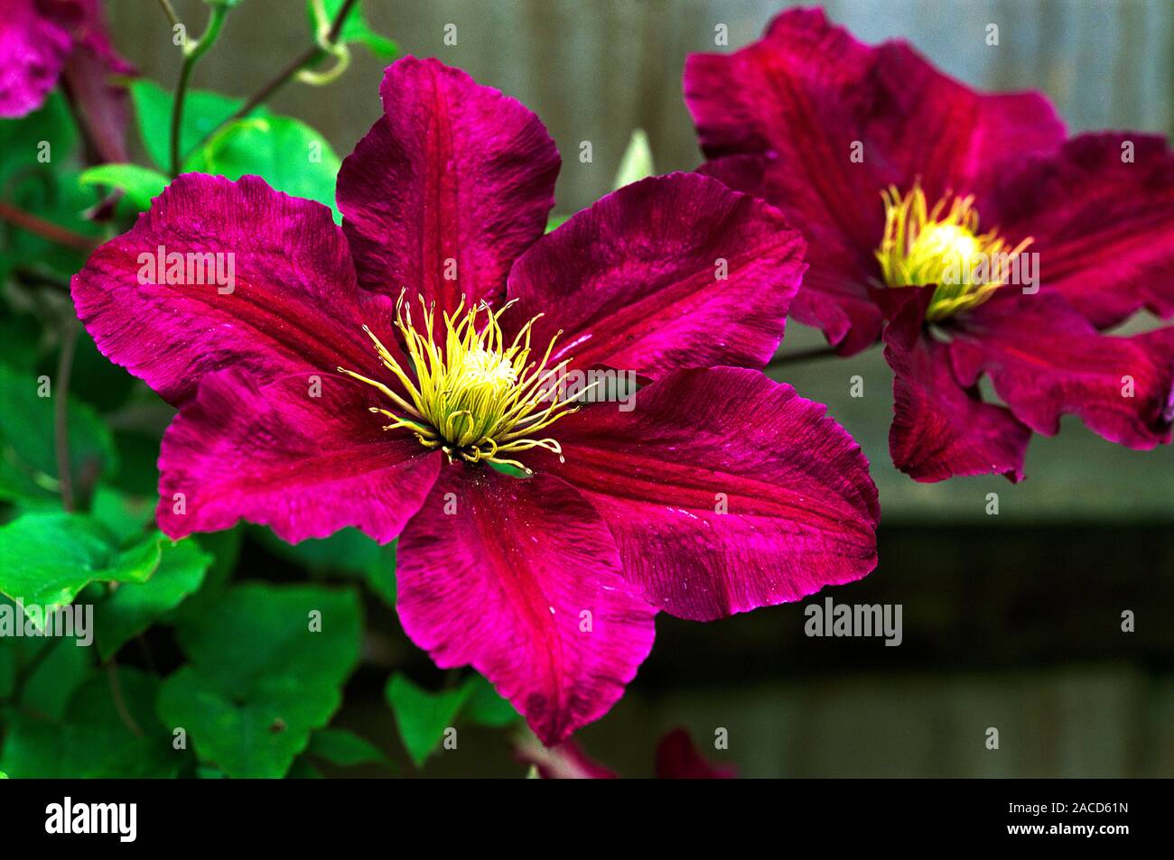 Clematis (Clematis 'Niobe') flowers Stock Photo - Alamy