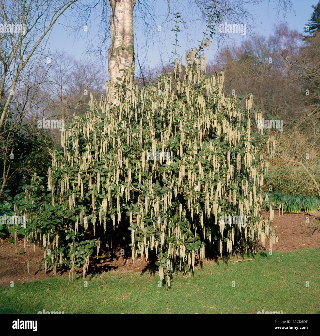Coast silktassel (Garrya elliptica), also known as wavyleaf silktassel. This evergreen shrub, native to southwestern North America, can grow to 4 metr Stock Photo