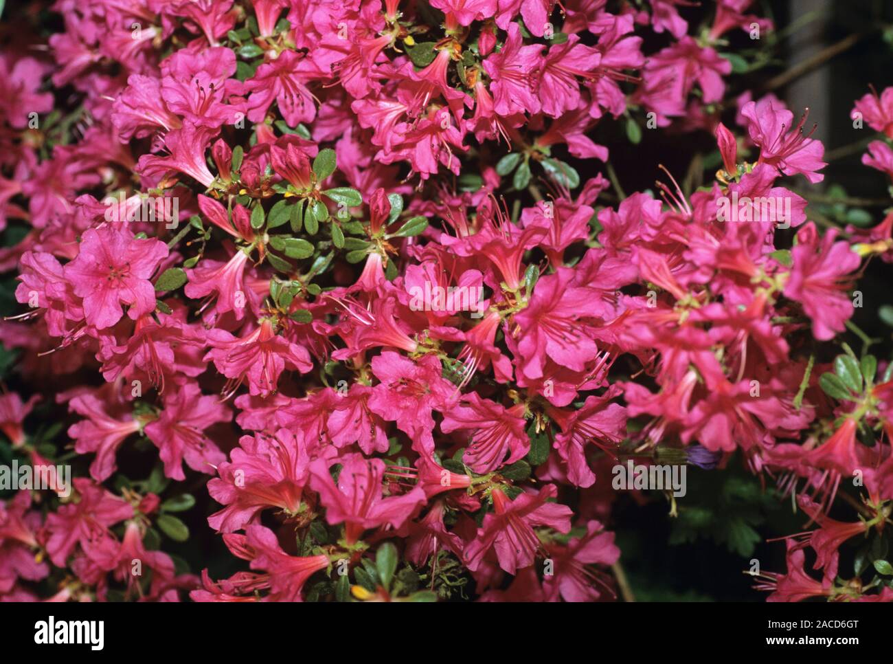 Eastern Native Rhodadendron Rhododendron sp.. There are over 850 species of rhododendron, most of ...