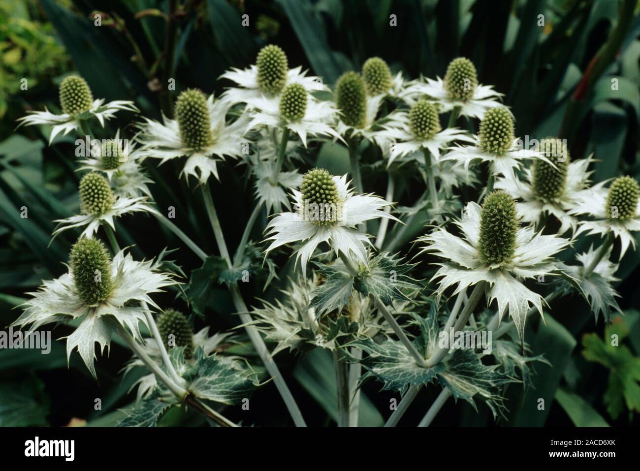 Giant sea holly (Eryngium giganteum) flowers Stock Photo Alamy