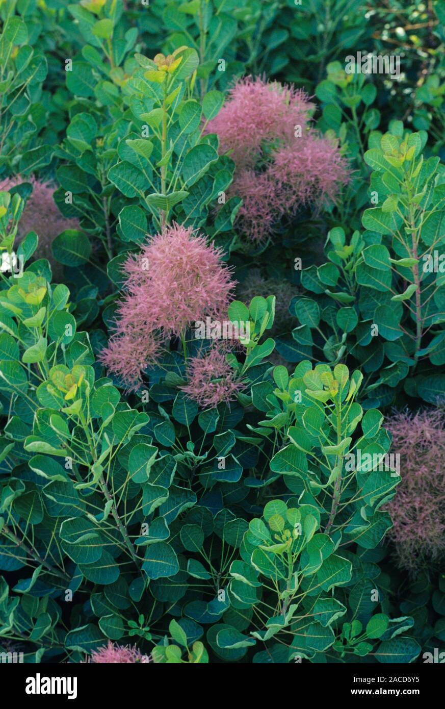 Smoketree, or smoke bush, (Cotinus coggygria) in flower. It takes its ...