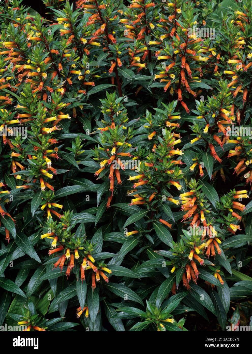 Tall cigar plant (Cuphea micropetala) in flower. This shrub flowers in late summer and autumn, and in its natural habitat of southern North America it Stock Photo