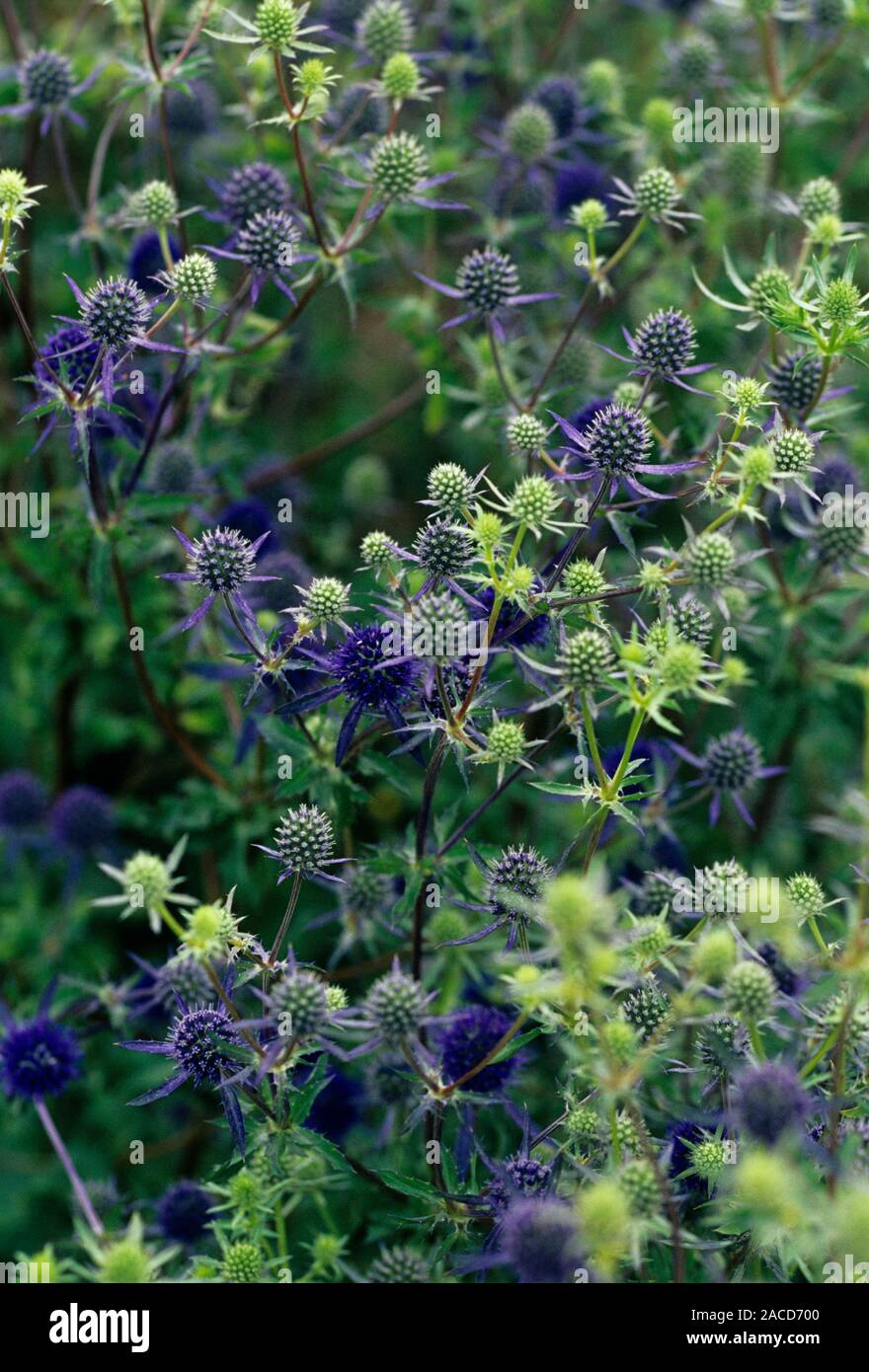 Sea holly (Eryngium tripartitum) flower heads Stock Photo Alamy