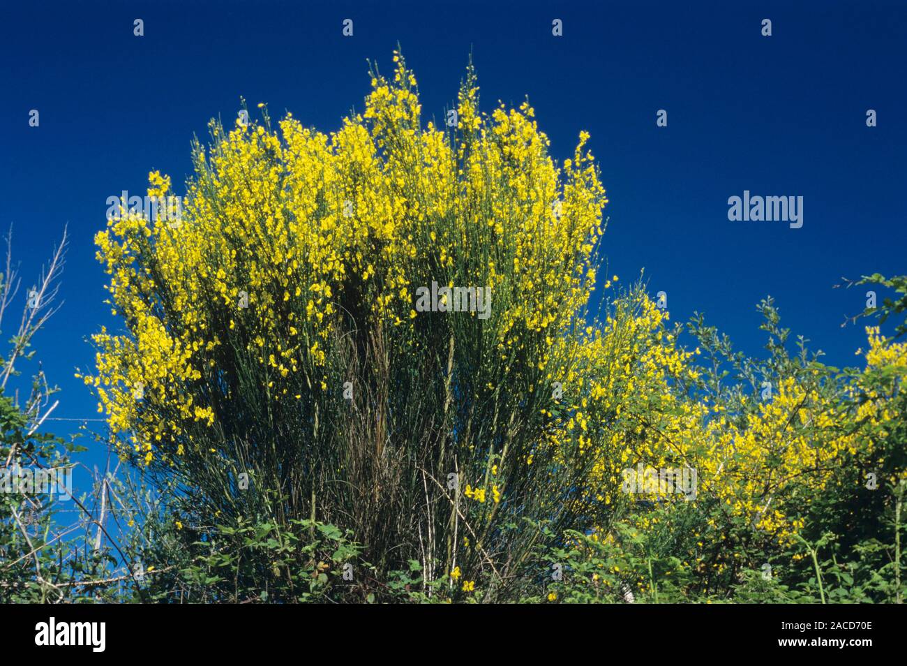 Scotch broom (Cytisus scoparius) in bloom Stock Photo Alamy