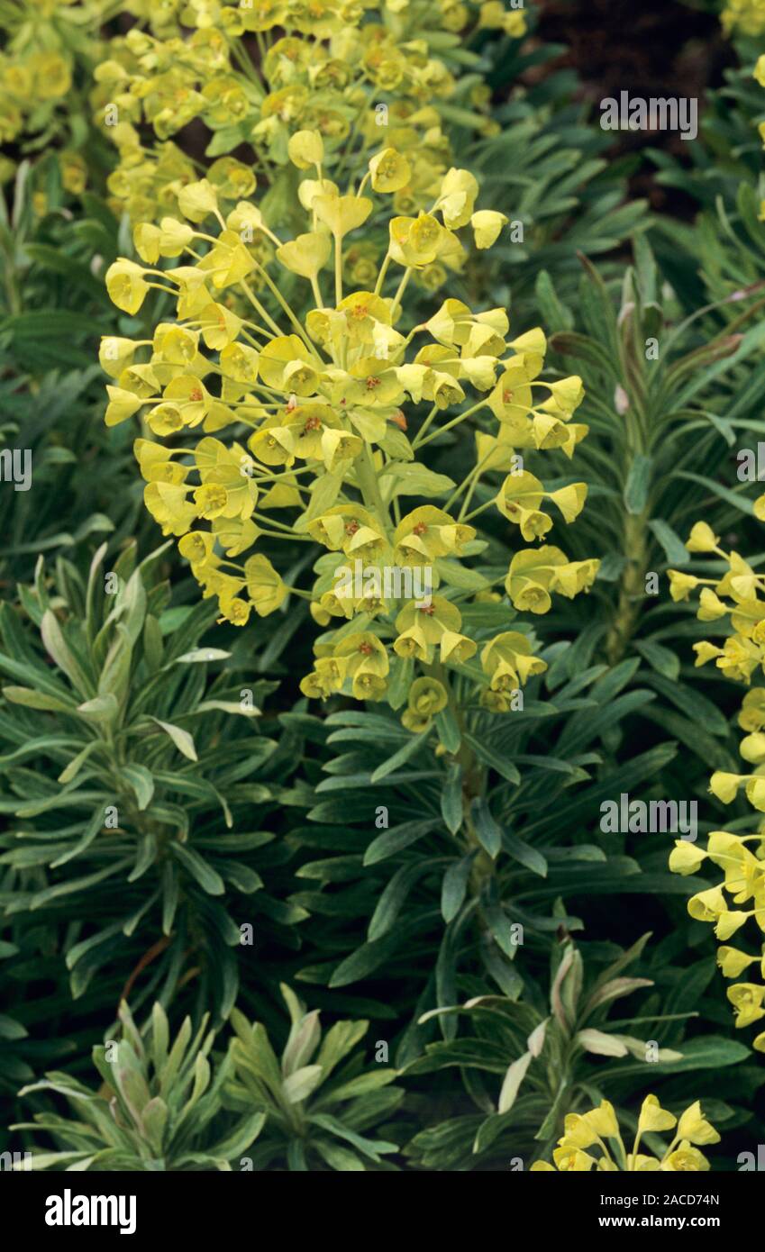 Fromefield Gold Euphorbia flowers (Euphorbia characias wulfenii 'Lambrook Gold' Stock ...