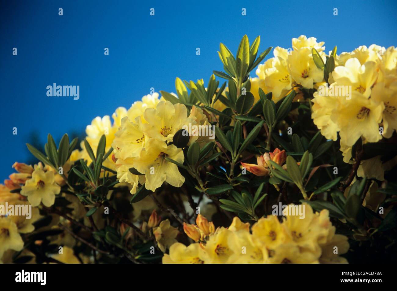 Rhododendron 'Nancy Evans' flower clusters Stock Photo Alamy