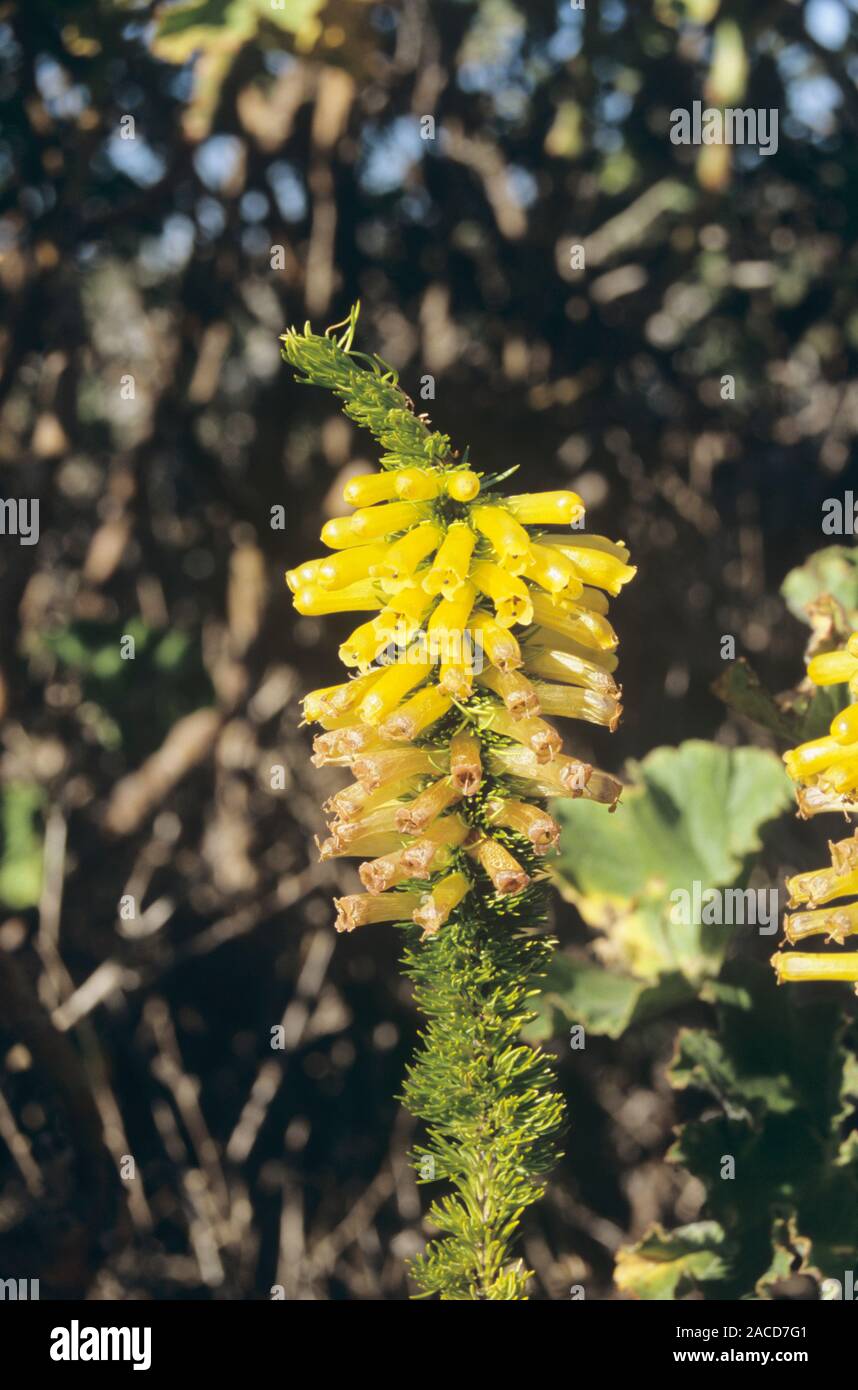 Mealie heath (Erica patersonia). Photographed at Silvermines National