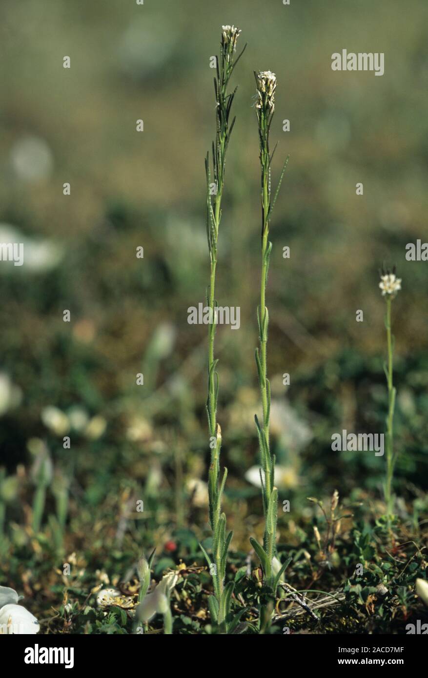 Hairy rockcress flowers (Arabis hirsuta). Stock Photo
