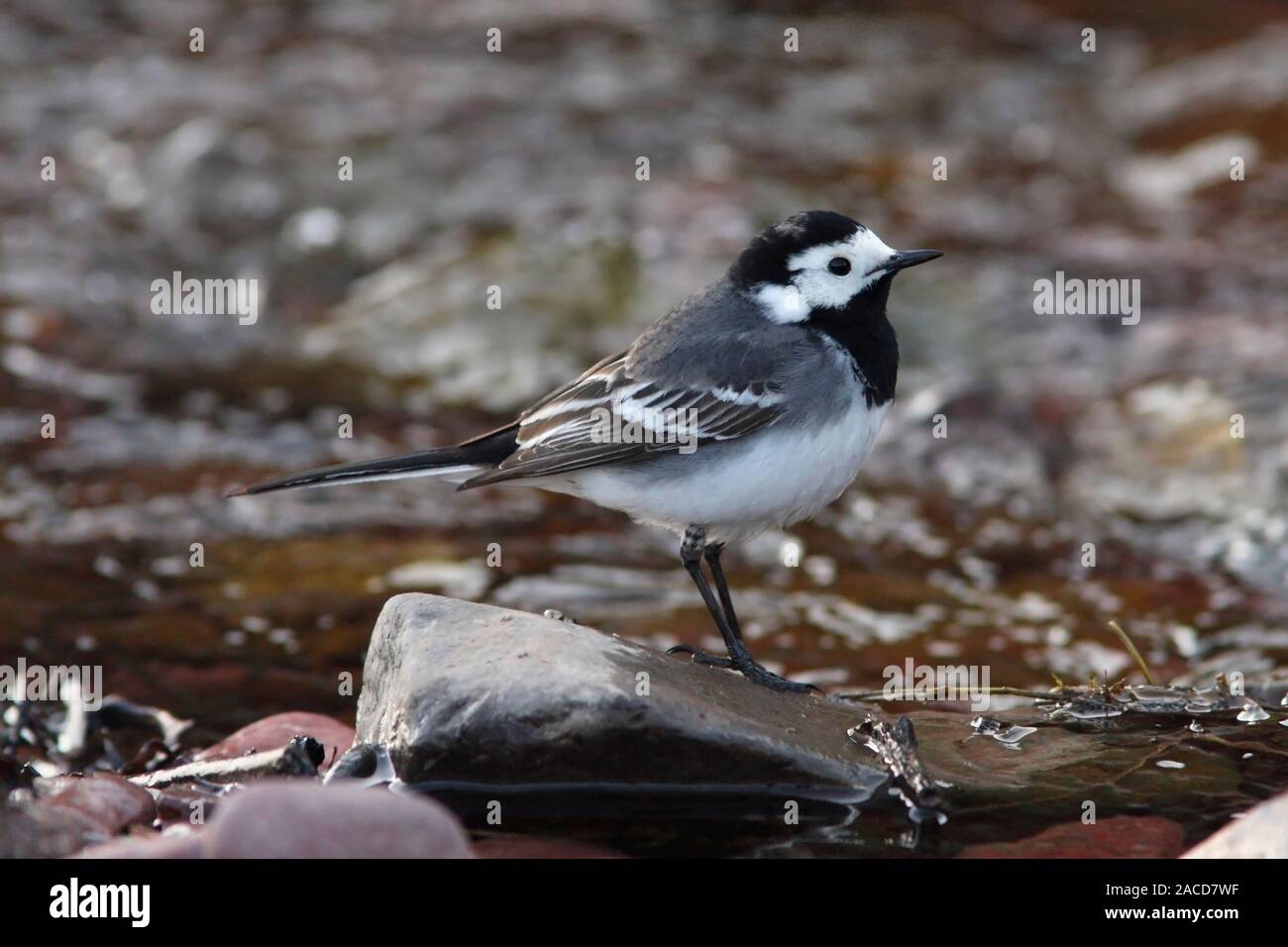PIED WAGTAIL. Stock Photo