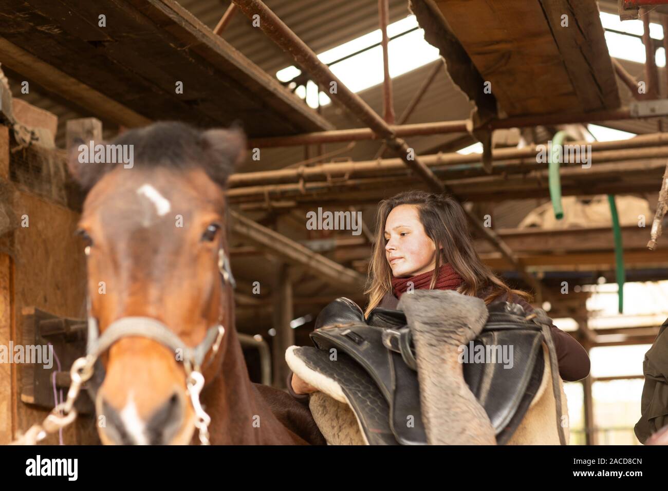 young woman with a horse in a horse stable with a saddle Stock Photo ...