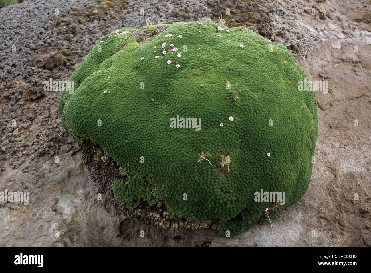 Cushion plant, photographed in the Andes Stock Photo - Alamy