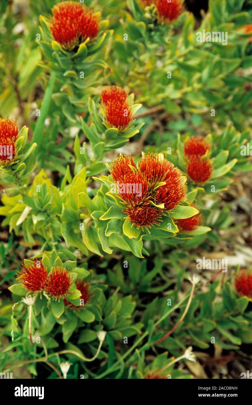 New Zealand Christmas tree flowers. The New Zealand Christmas tree