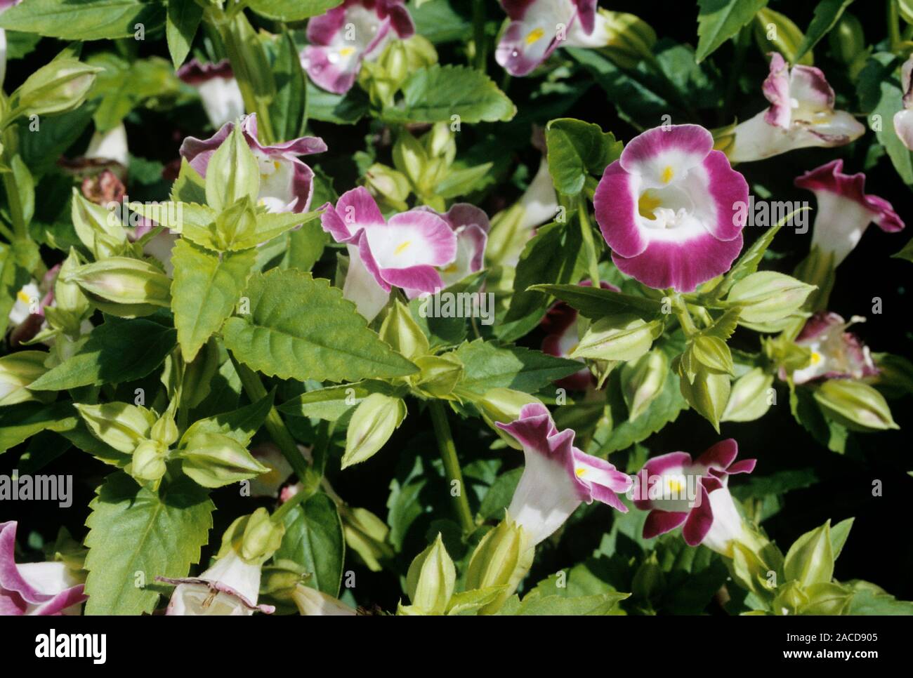 Wishbone flowers (Torenia 'Clown Rose'). Photographed in Harry P. Leu ...