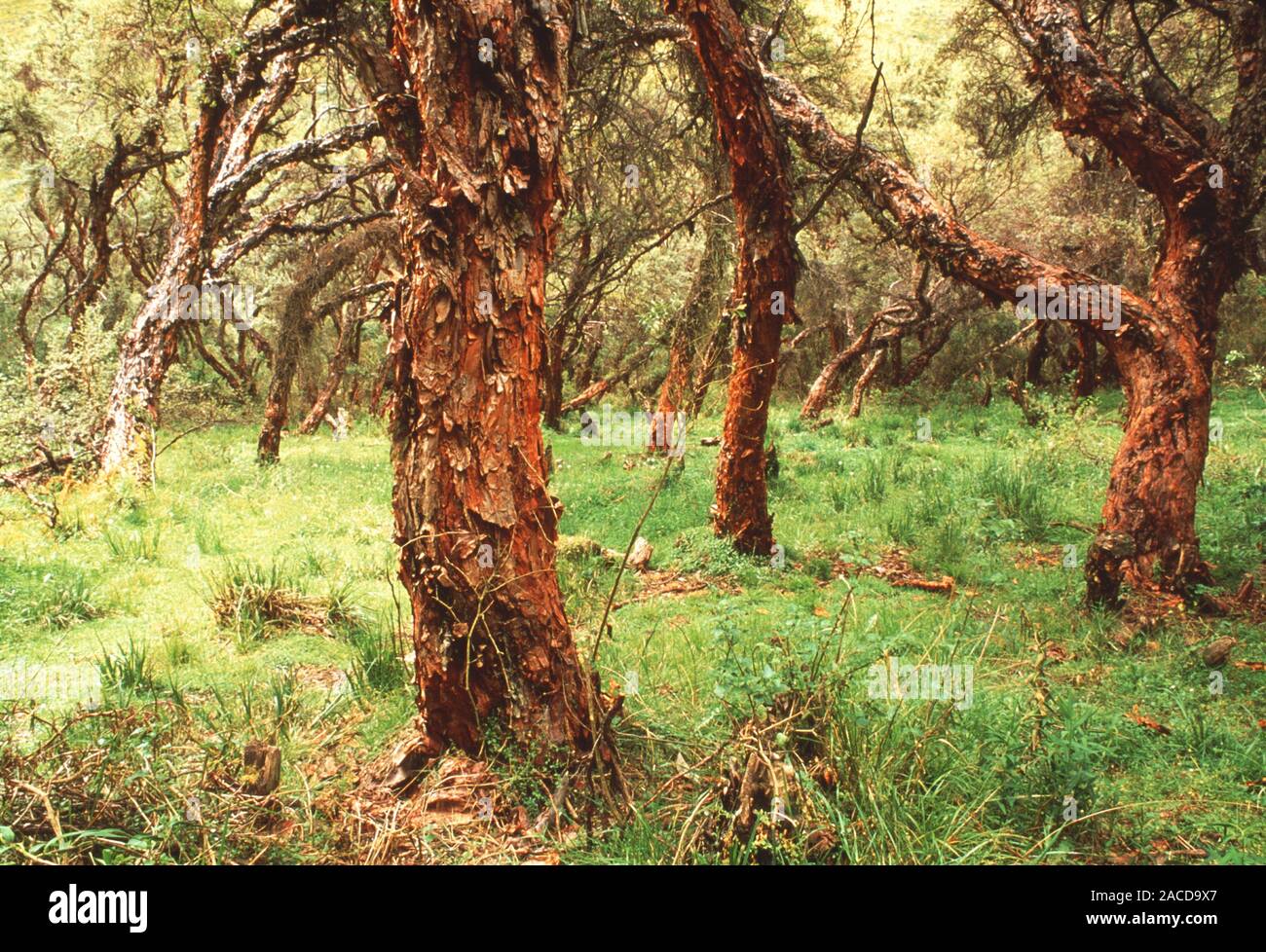 High altitude trees. Polylepis sp. trees growing at high altitude in