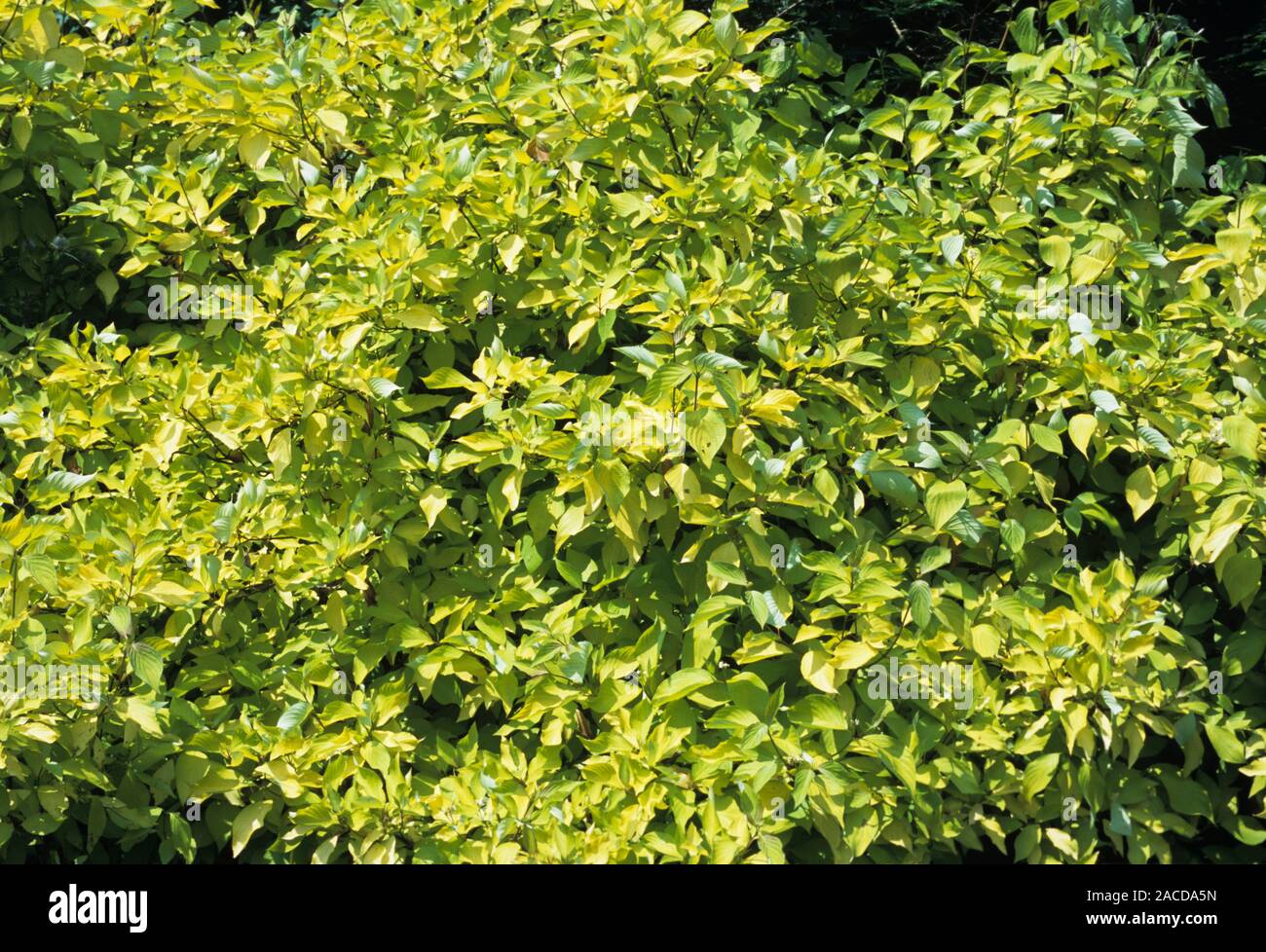 Cornelian cherry dogwood tree (Cornus mas 'Aurea'). Stock Photo