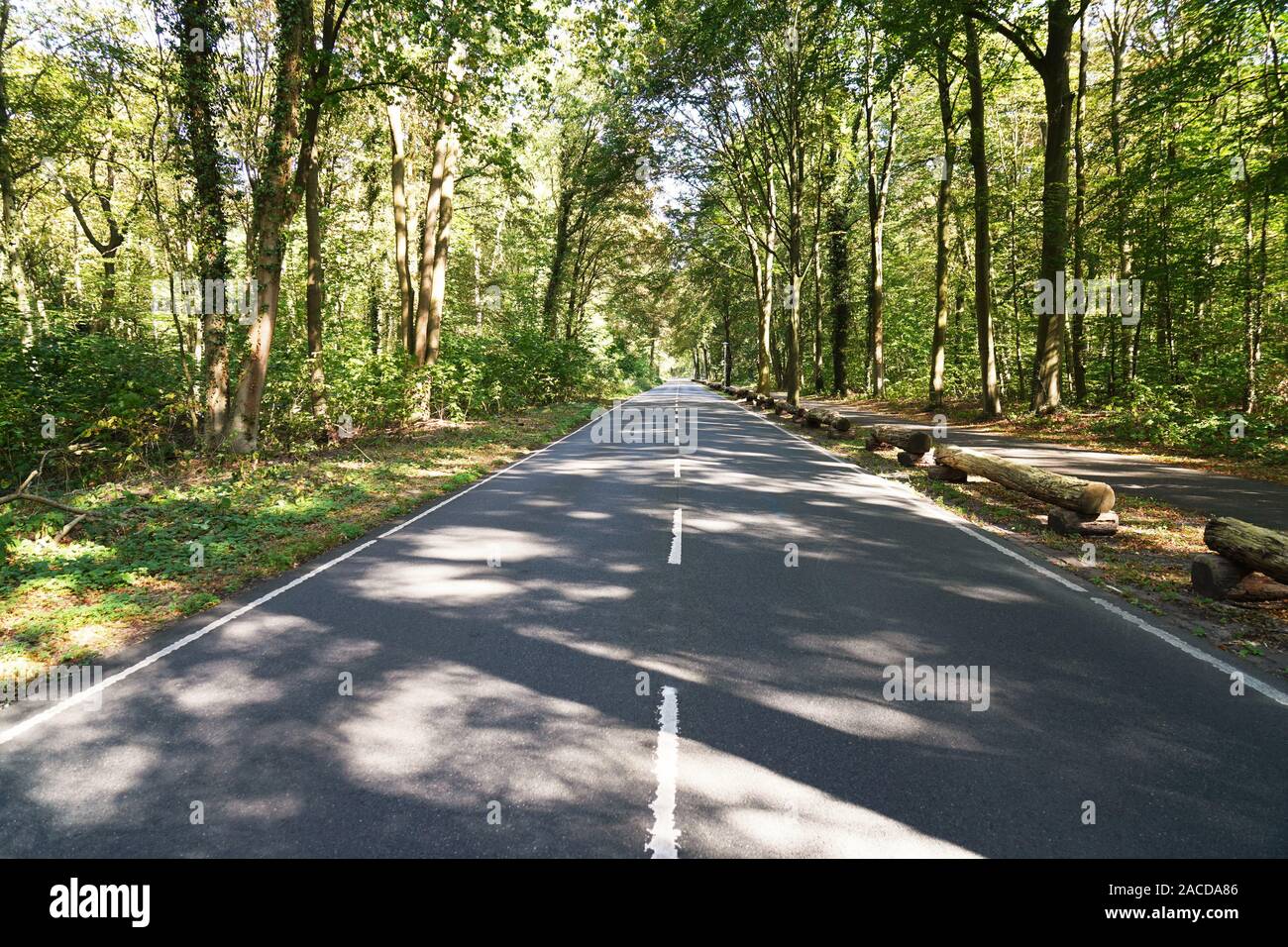 empty two-lane country road through forest - woodland travel background with copy space Stock Photo