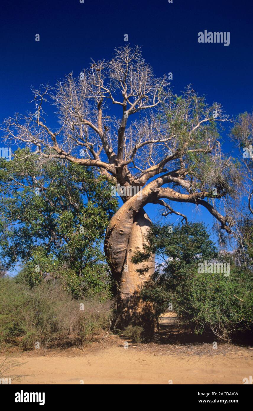 Baobab tree (Adansonia grandidieri). This tree is endemic to western ...