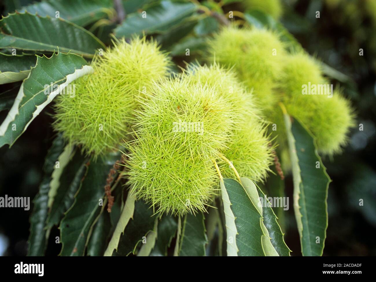 Sweet chestnut (Castanea satvia) husks containing nuts. Chestnuts are a